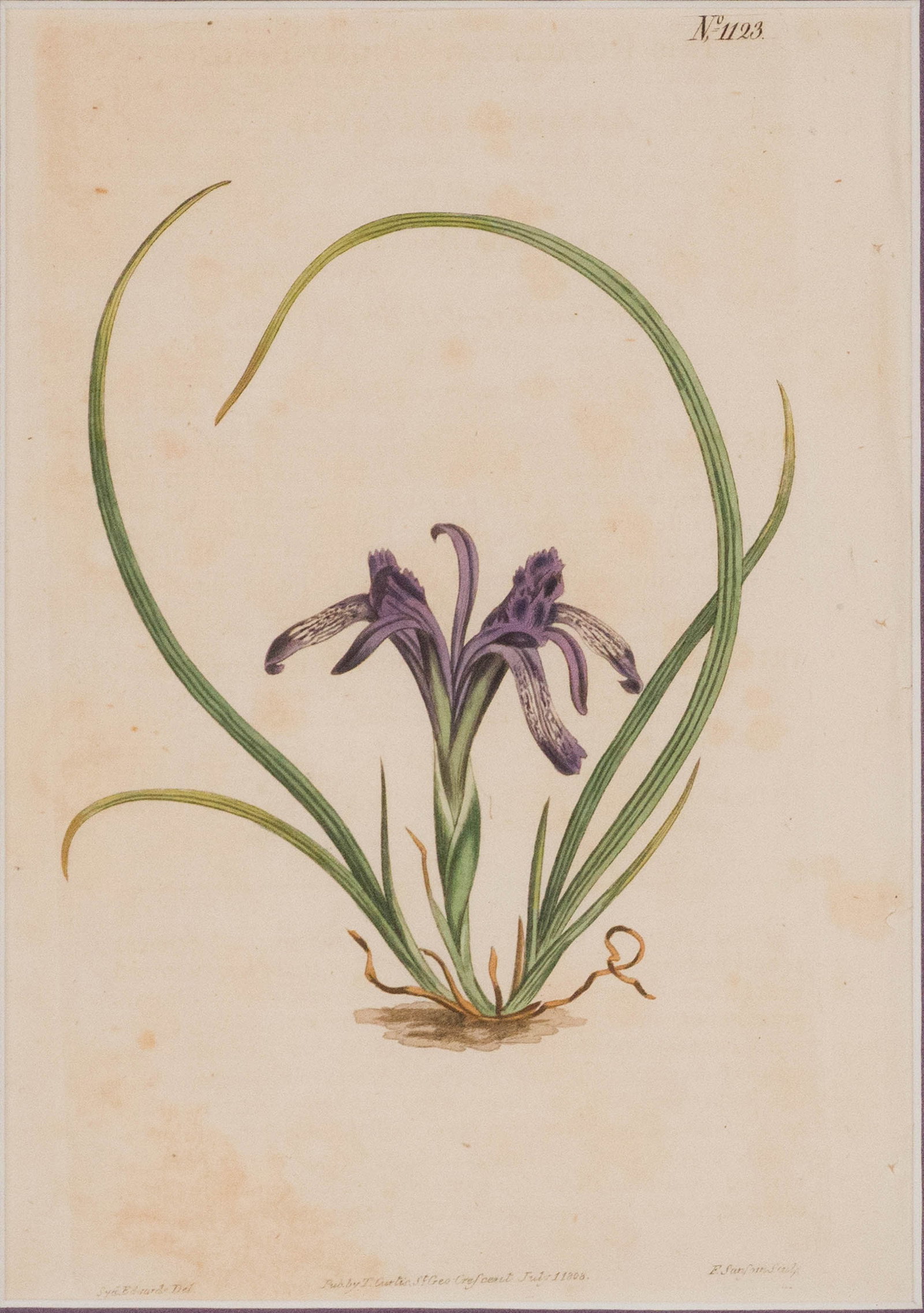 Four Botanical, Hand-Colored Engravings - 5