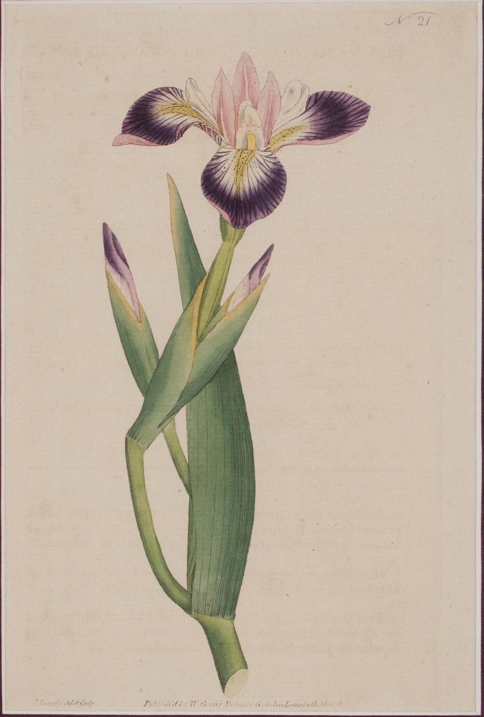 Four Botanical, Hand-Colored Engravings - 8