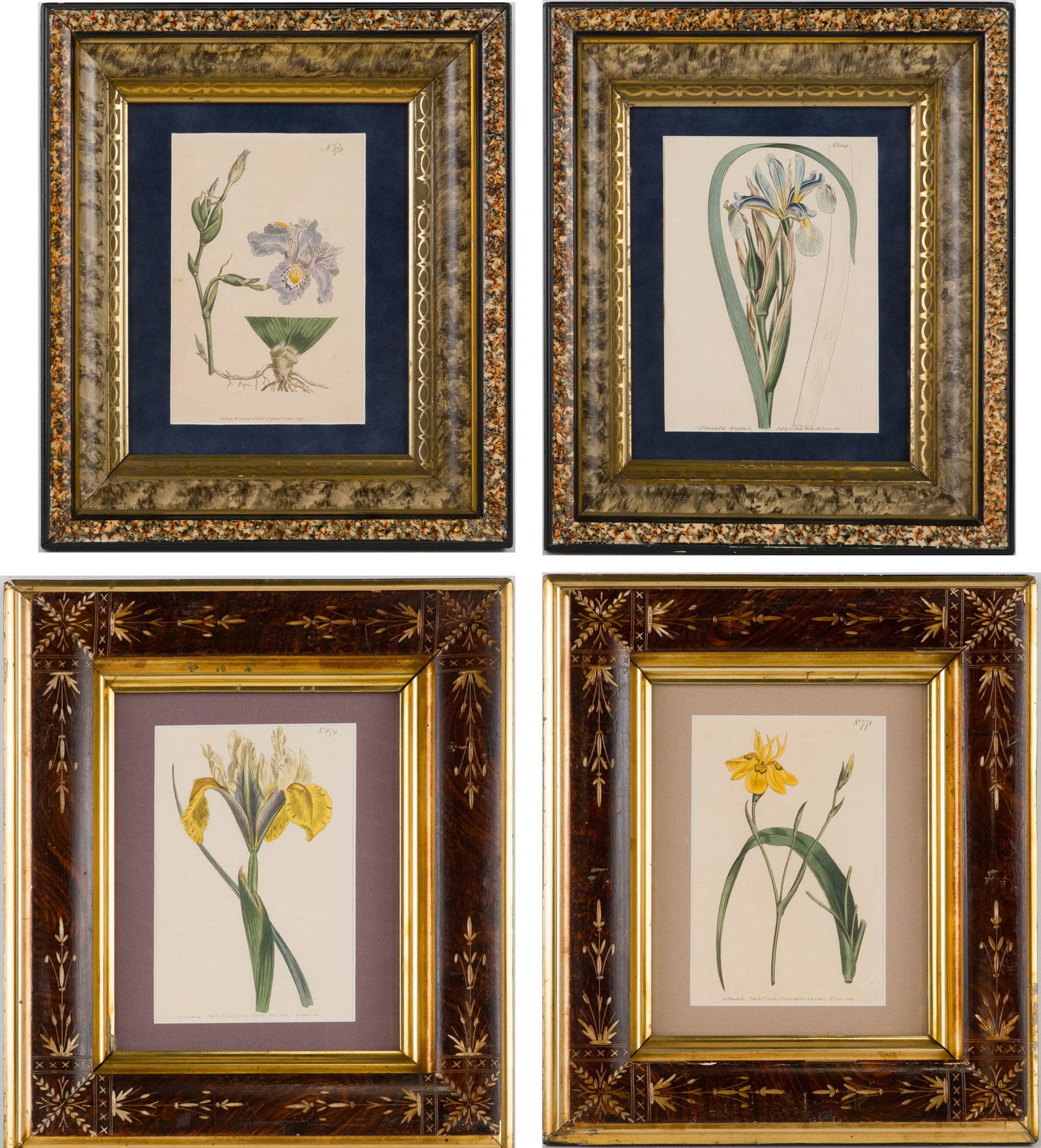 Four Botanical, Hand-Colored Engravings: Four Botanical Hand-Colored Engravings Comprising, Iris Spuria, Iris Chinensis, Iris Lusitanica, and Branching Morae. Largest Sight: 8 x 5 1/4 in. (20.3 x 13.3 cm.), Frame: 15 1/2 x 13 1/2 in. (39.4