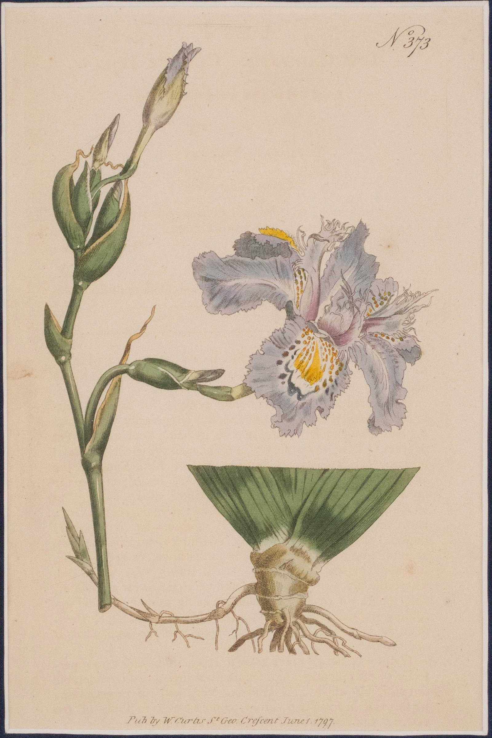 Four Botanical, Hand-Colored Engravings - 5