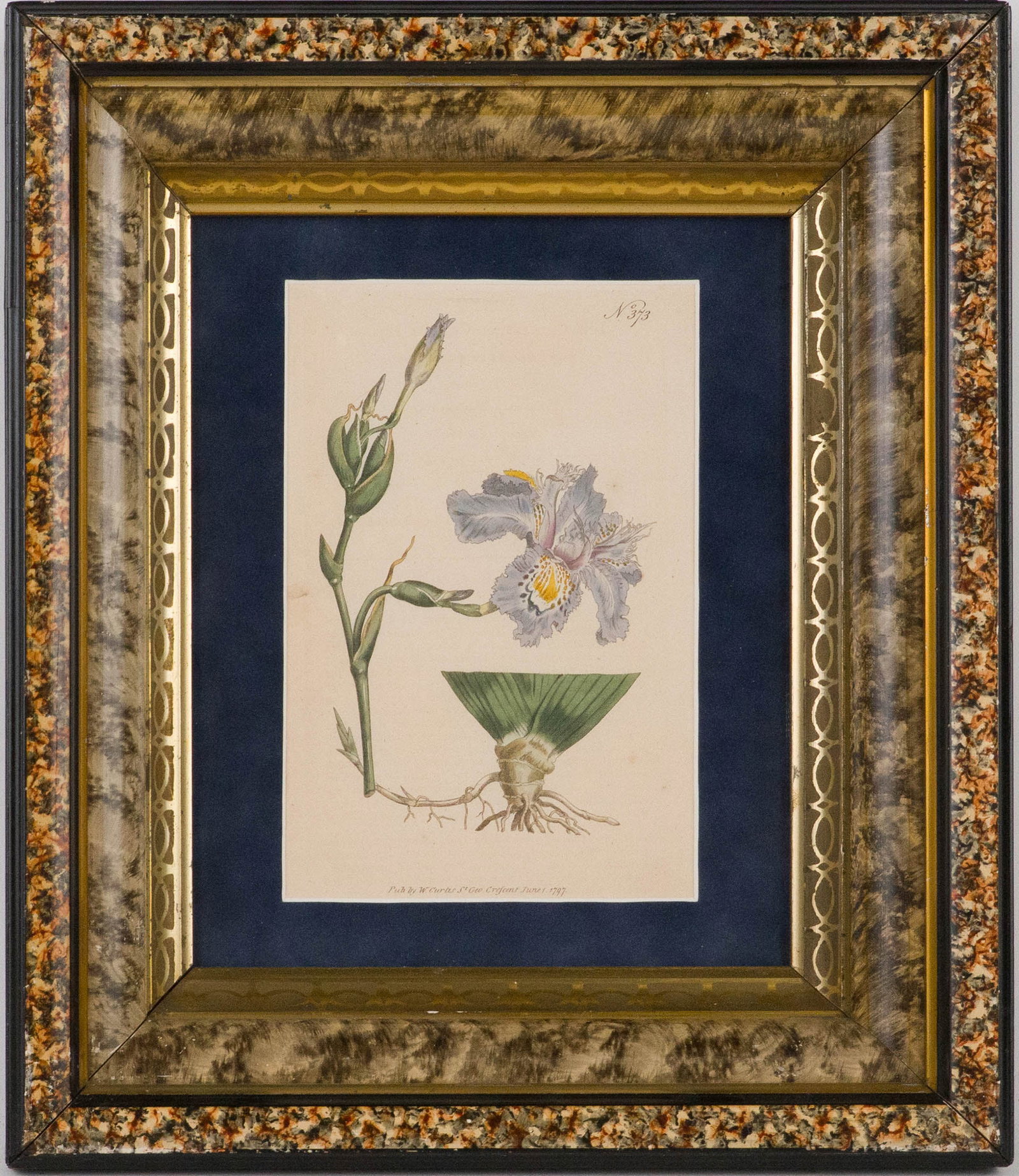 Four Botanical, Hand-Colored Engravings - 6