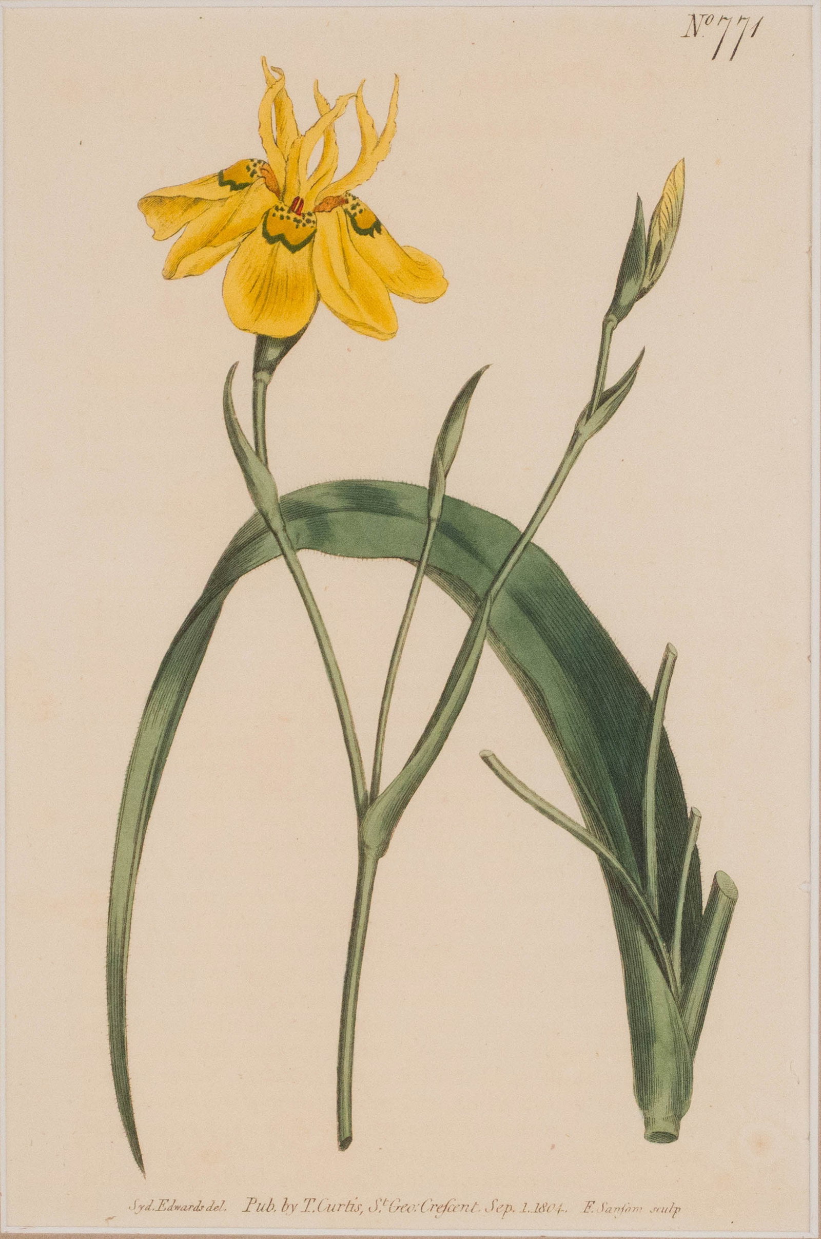 Four Botanical, Hand-Colored Engravings - 8