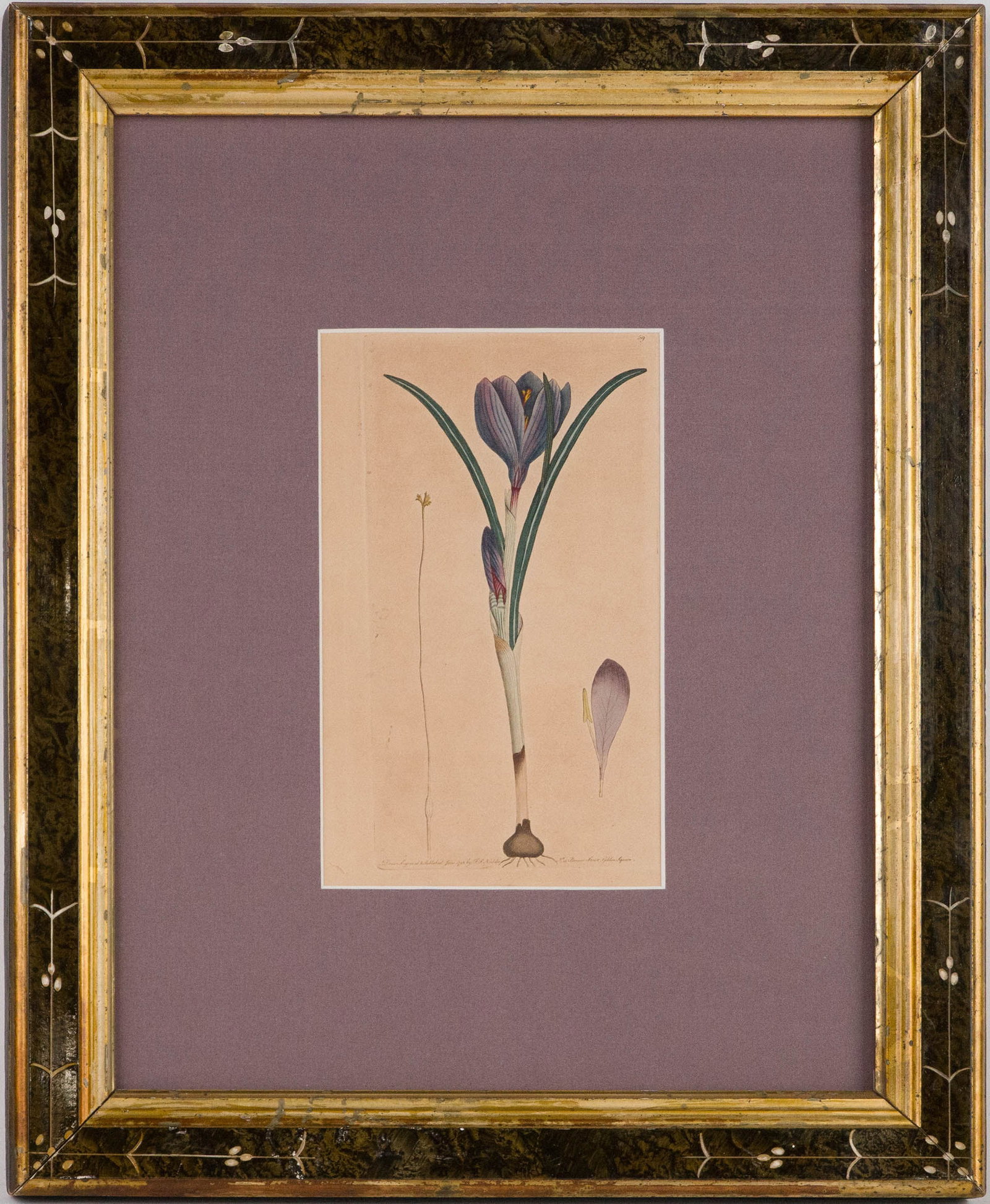 Two Botanical, Hand-Colored Engravings - 11