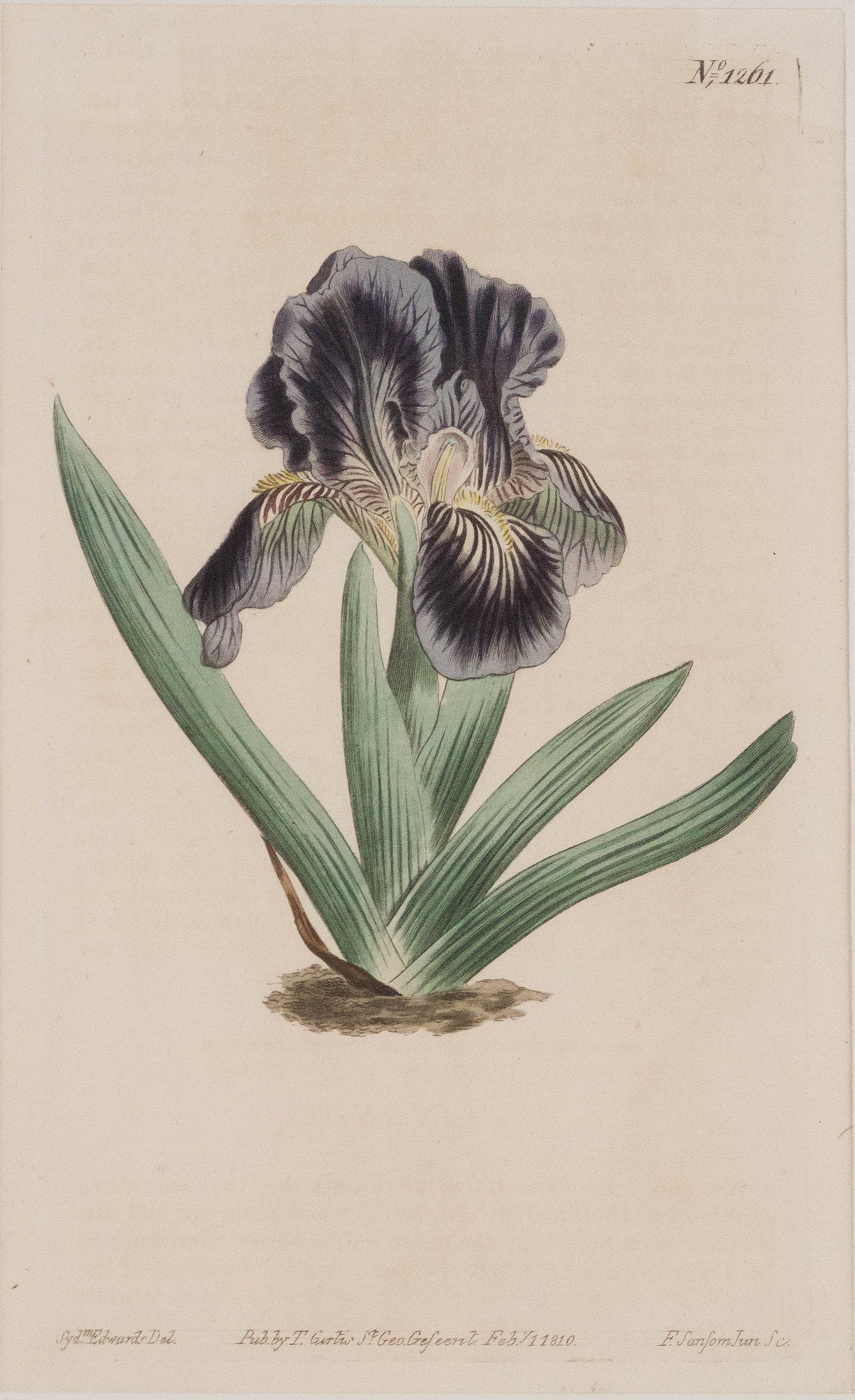 Four Iris, Hand Colored Engravings - 11