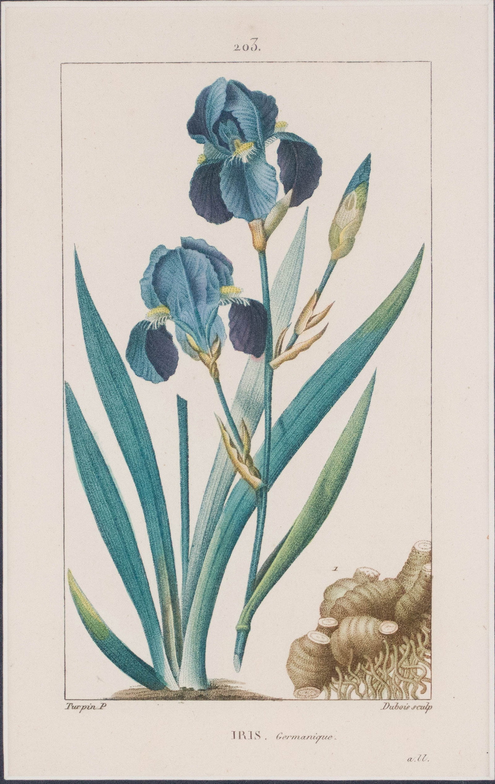 Four Iris, Hand Colored Engravings - 2