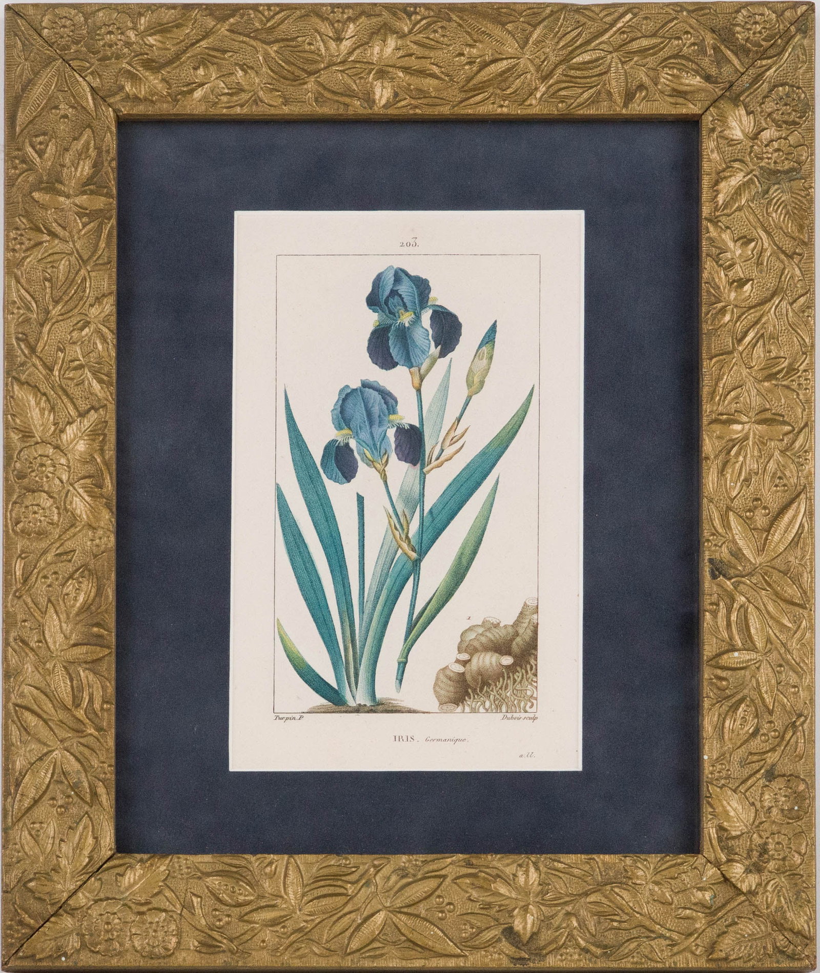 Four Iris, Hand Colored Engravings - 3