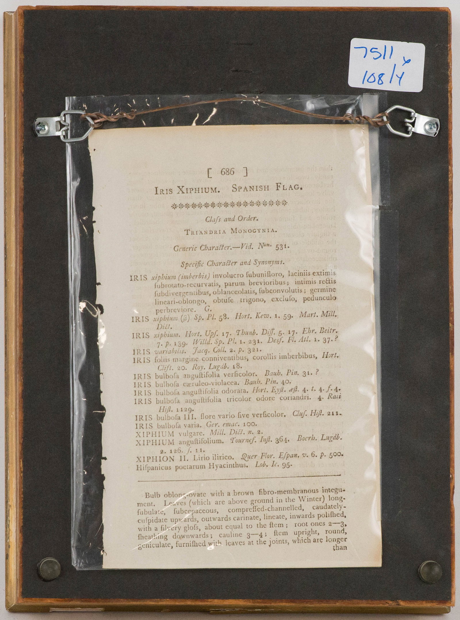 Four Iris, Hand Colored Engravings - 7