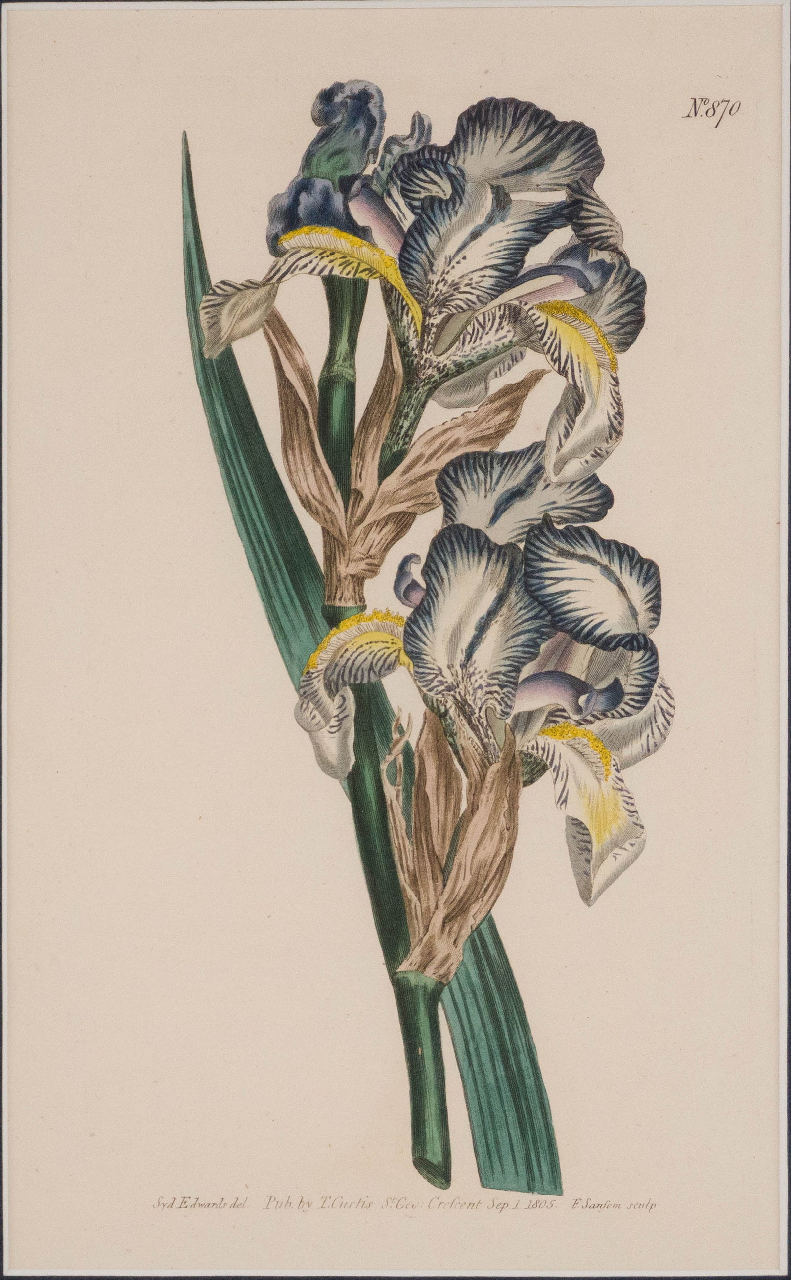 Four Iris, Hand Colored Engravings - 8