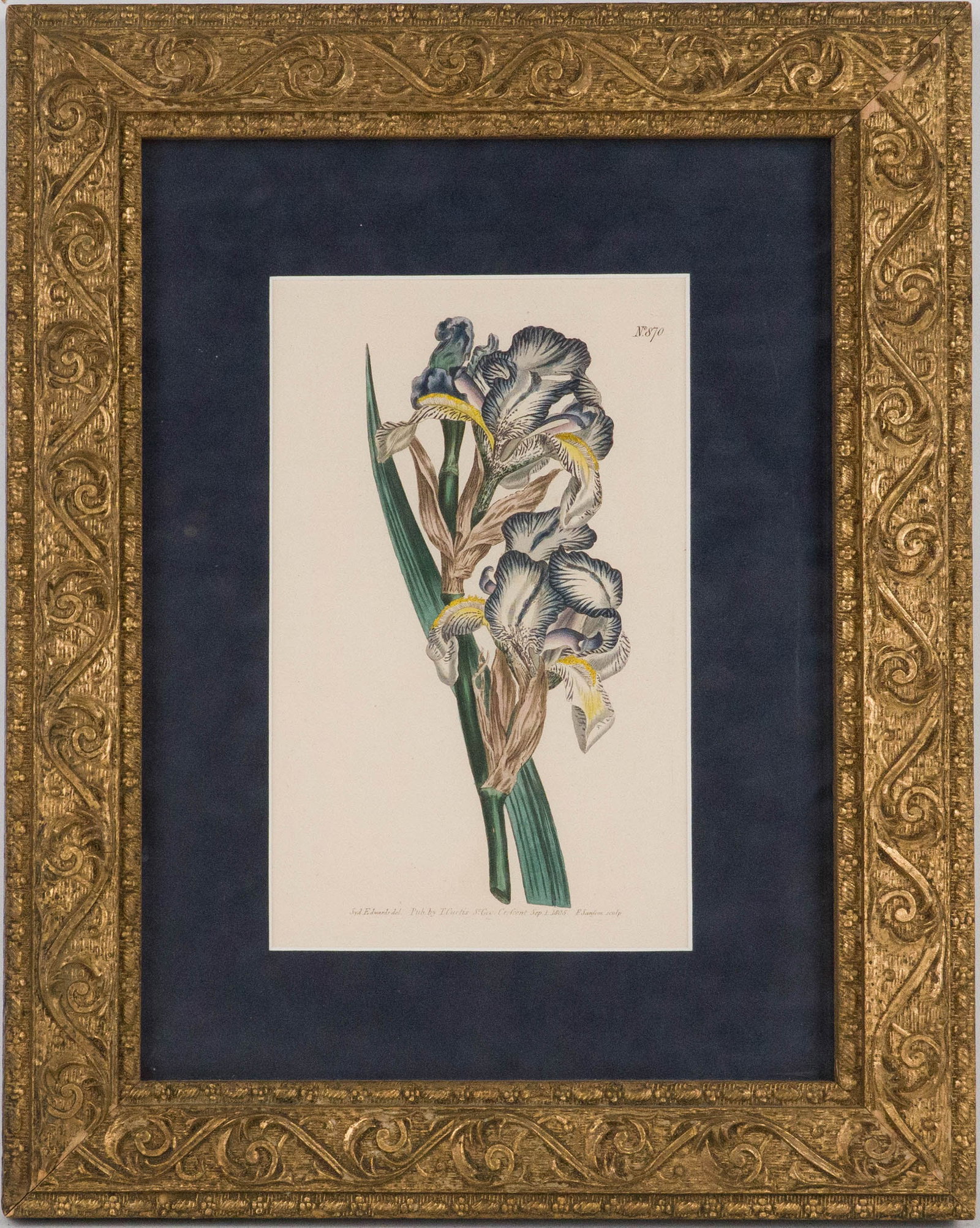 Four Iris, Hand Colored Engravings - 9