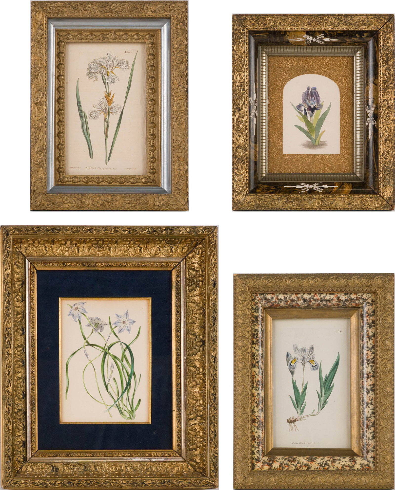 Four Botanical, Hand-Colored Engravings: Four Botanical Hand-Colored Engravings Comprising, Iris Sibirica, Leucocoryne, Iris Cristata, and Iris. Largest Sight: 8 x 5 3/4 in. (20.3 x 14.6 cm.), Frame: 16 1/2 x 13 3/4 in. (41.9 x 34.9 cm.)