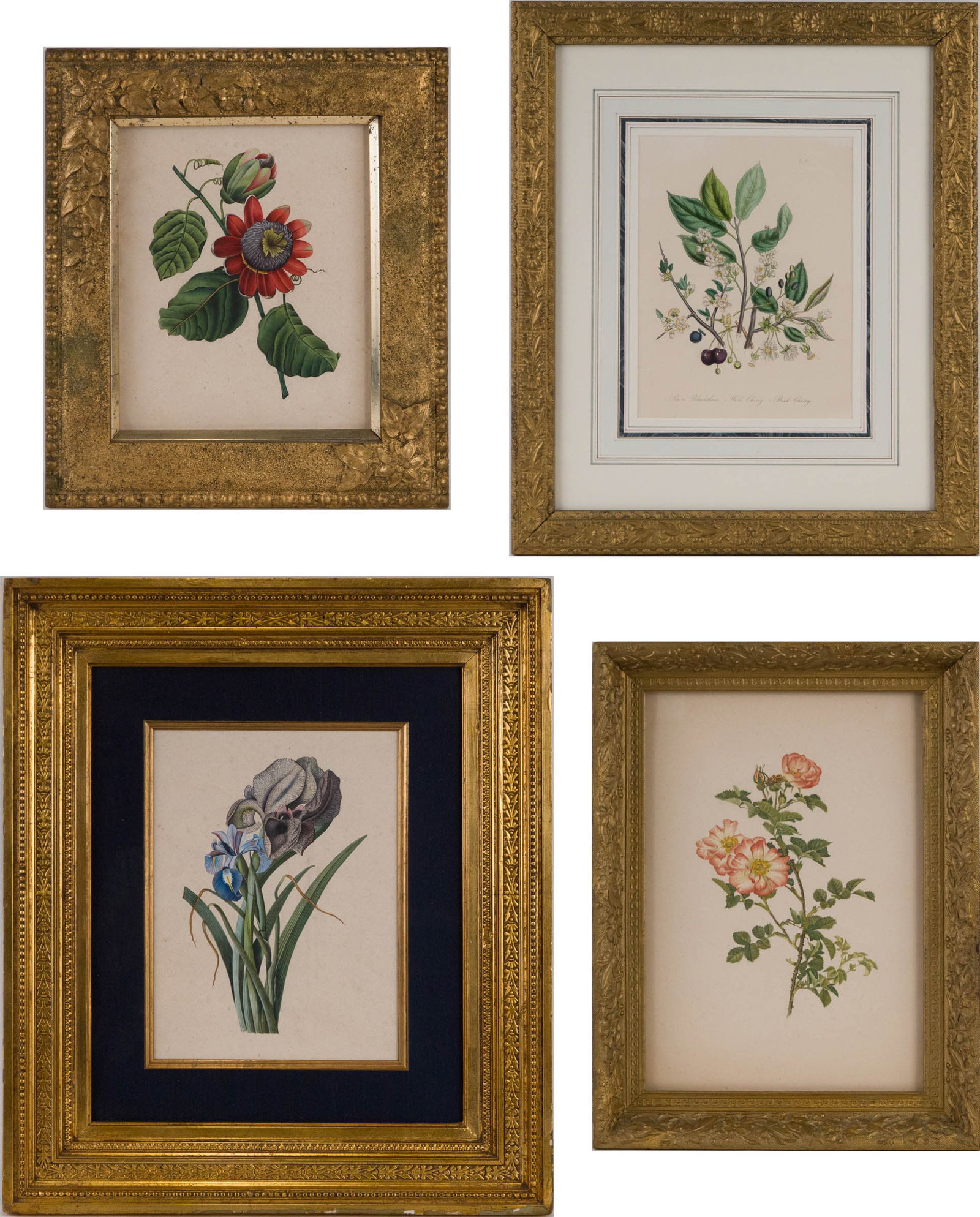 Four Botanical, Prints: Four Botanical Prints Comprising, Blackthorn, Wild Cherry and Bird Cherry by Jane Wells Loudon, Irises, Passiflora alata by Pierre-Joseph Redoute, and Sweet Briar Rose. Largest Sight: 11 3/4 x 8 3/4