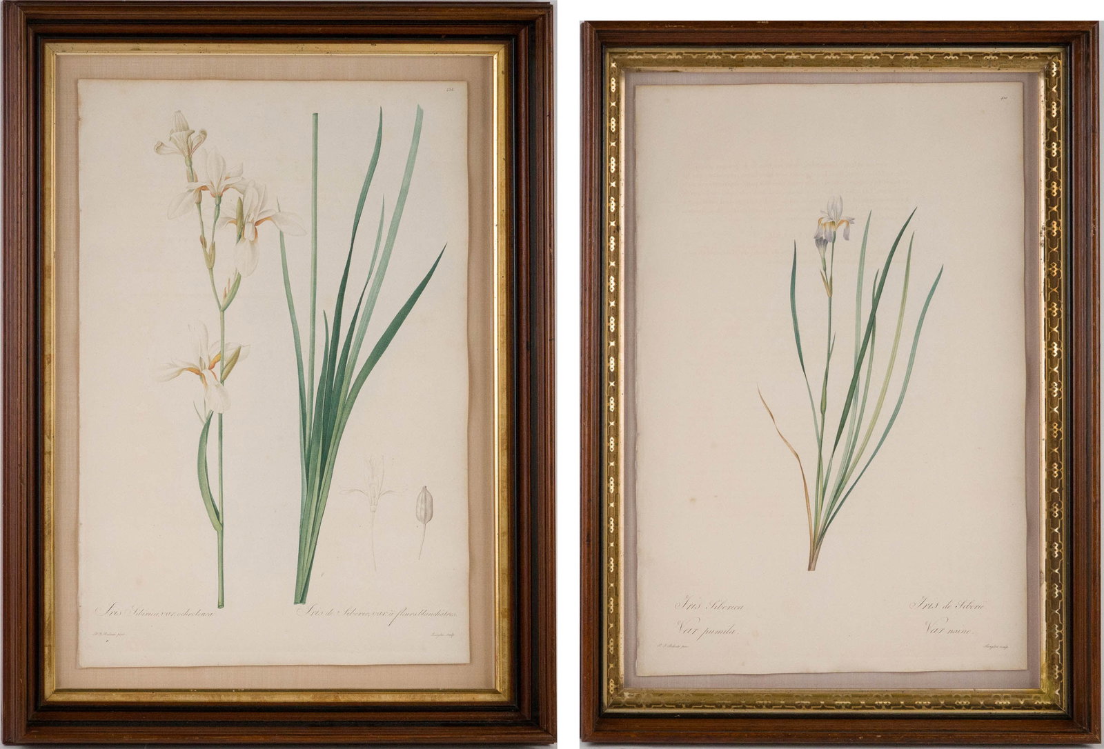 Pierre Joseph Redoute, French 1759-1840, Two Iris, Hand-Colored Engravings: Pierre Joseph Redoute French, 1759-1840 Two Iris Hand-Colored Engravings Iris Siberica. Largest Sight: 20 1/2 x 13 3/4 in. (52.1 x 34.9 cm.), Frame: 26 x 19 1/4 in. (66 x 48.9 cm.) Artist Pierre
