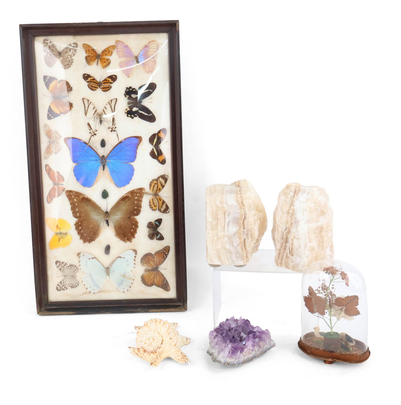 Victorian Parlor Dome: Victorian Parlor Dome Featuring dogs and flowers. Together with a framed group of butterflies, a geode, a shell, and a pair of stone bookends. 6 pieces. Dome: 7 x 4 1/2 in. (17.8 x 11.4 cm.),