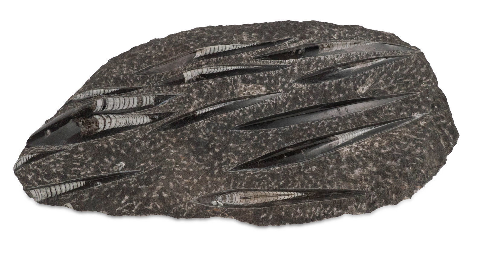 Large Orthoceras Fossil Plate: Large Orthoceras Fossil Plate 1 3/4 x 19 x 10 1/2 in. (4.4 x 48.3 x 26.7 cm.)