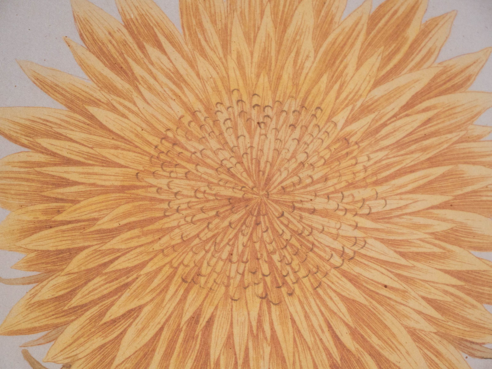Two Chrysanthemum, Prints - 10