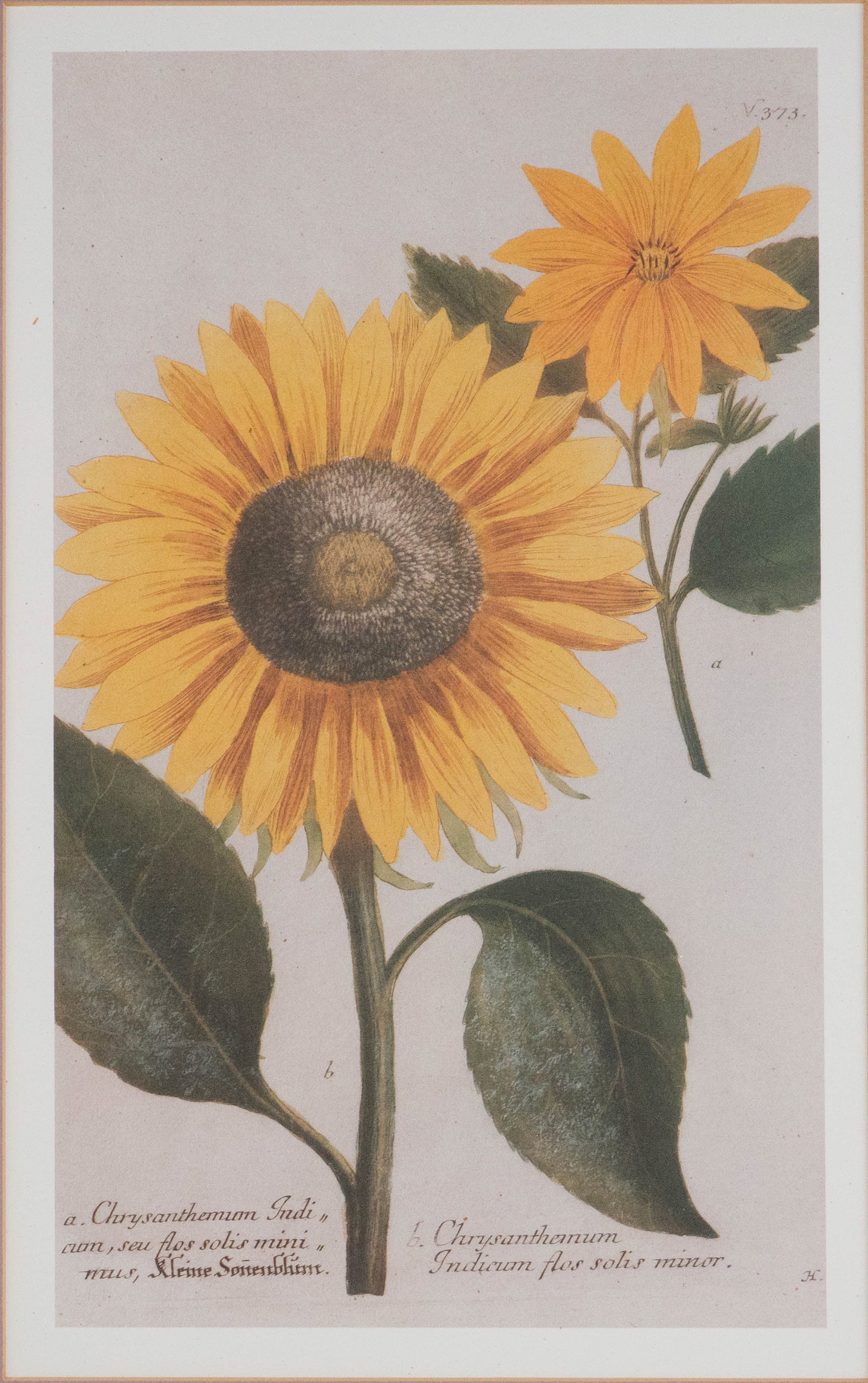 Two Chrysanthemum, Prints - 2