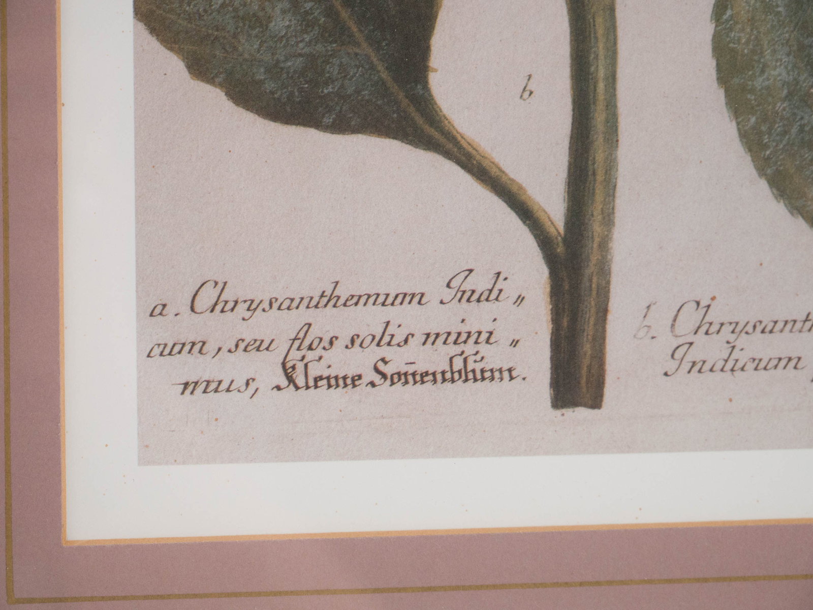 Two Chrysanthemum, Prints - 4