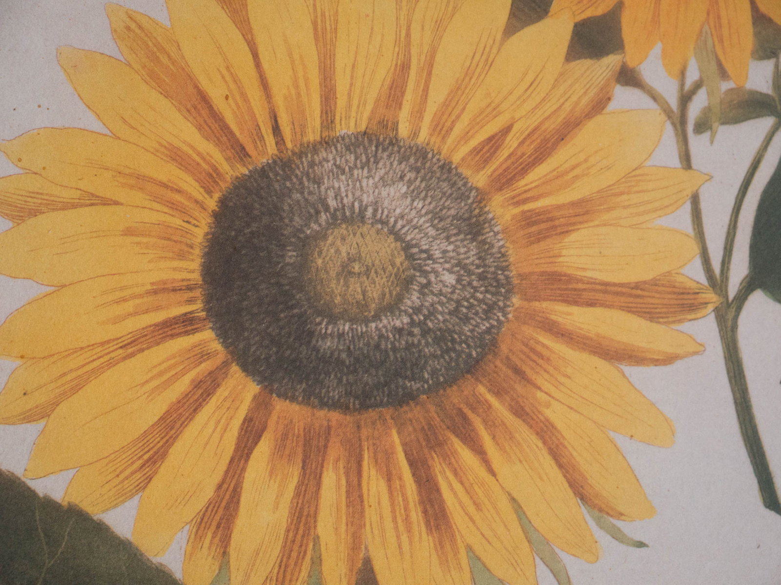 Two Chrysanthemum, Prints - 5