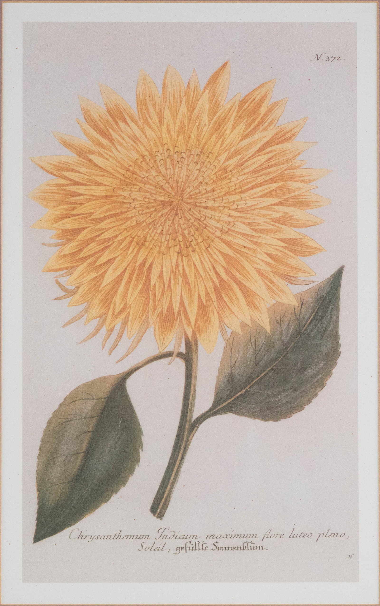 Two Chrysanthemum, Prints - 7