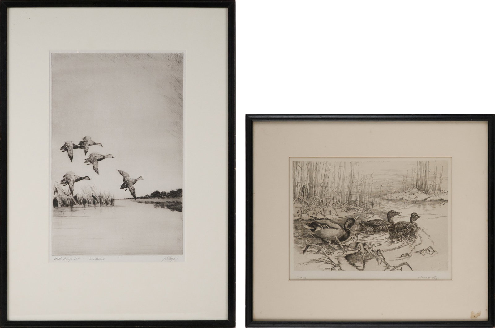 Winifred Marie Louise Austen, 1876-1964, Mallards in Flight, Etching (1 of 14)