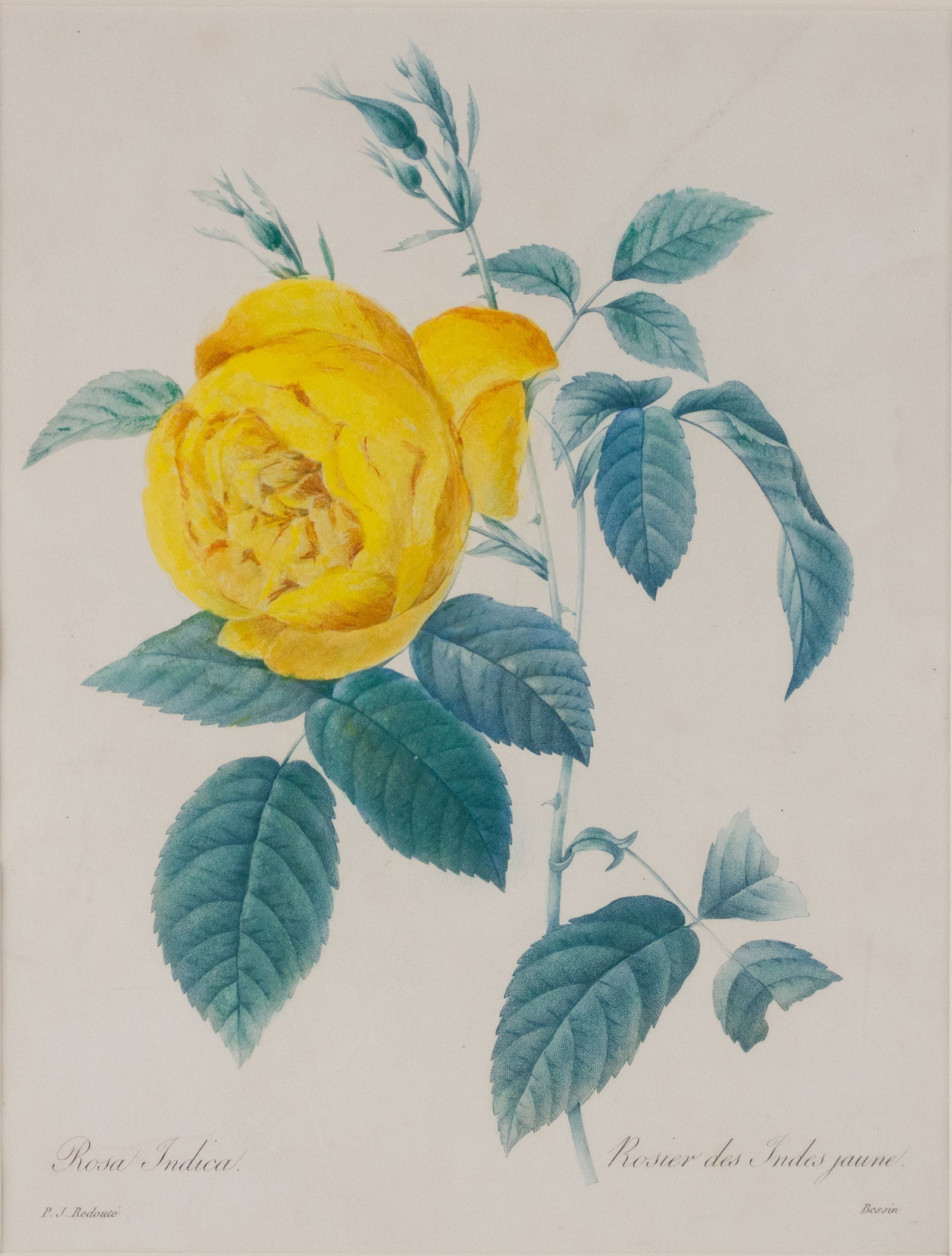 After Pierre Joseph Redoute, French 1759-1840, Rosa Indica, Print: After Pierre Joseph Redoute French 1759-1840 Rosa Indica Print Sight 10 1/2 x 8 in. (26.7 x 20.3 cm.), Overall 20 x 17 in. (50.8 x 43.2 cm.)