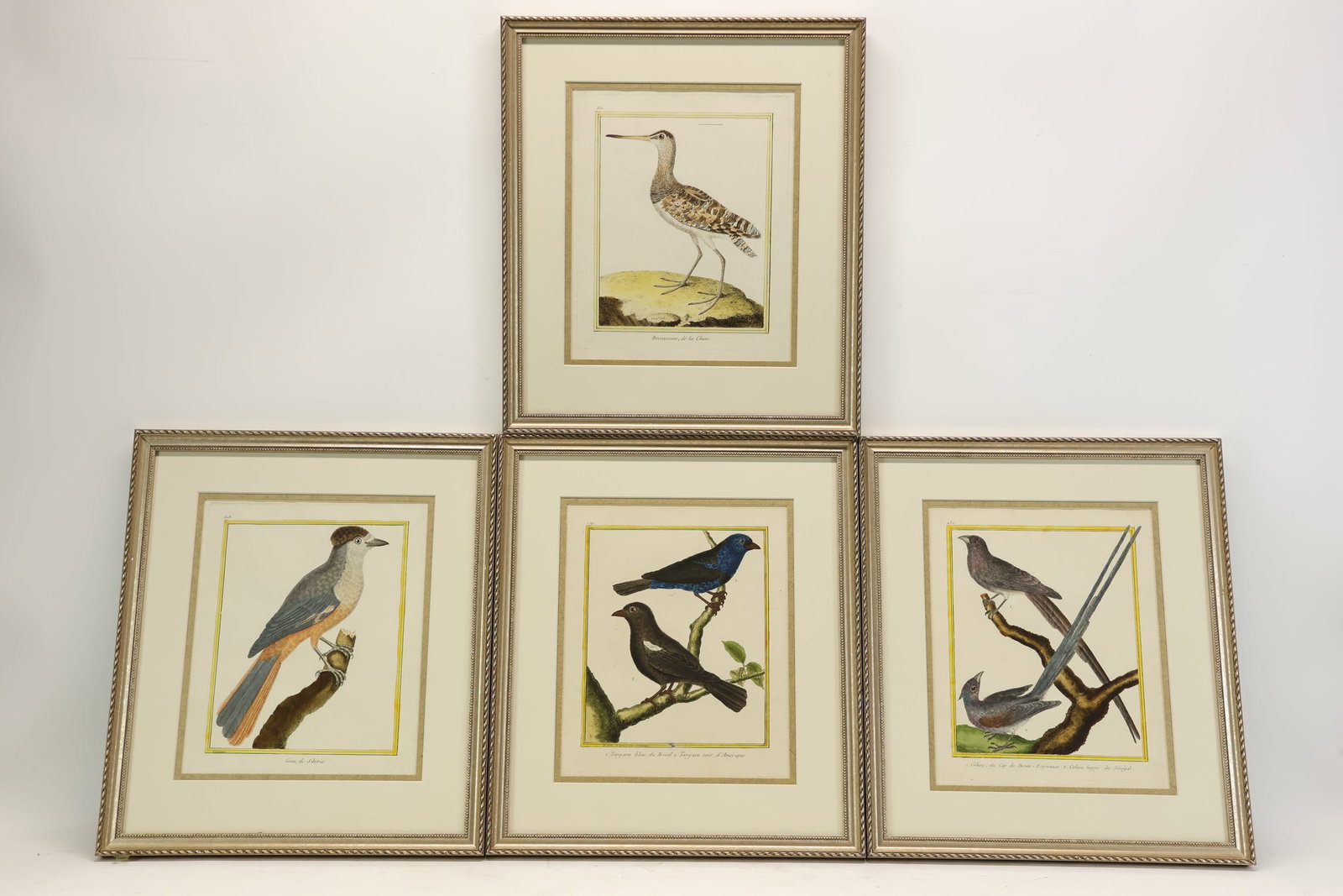 Group of Four Framed Ornithological Engravings (1 of 9)
