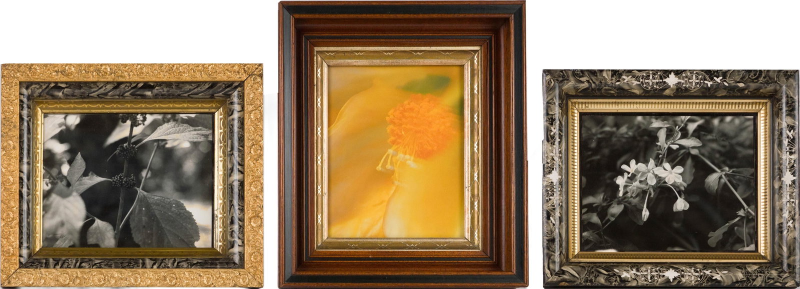 Three Flower, Photographs (1 of 9)