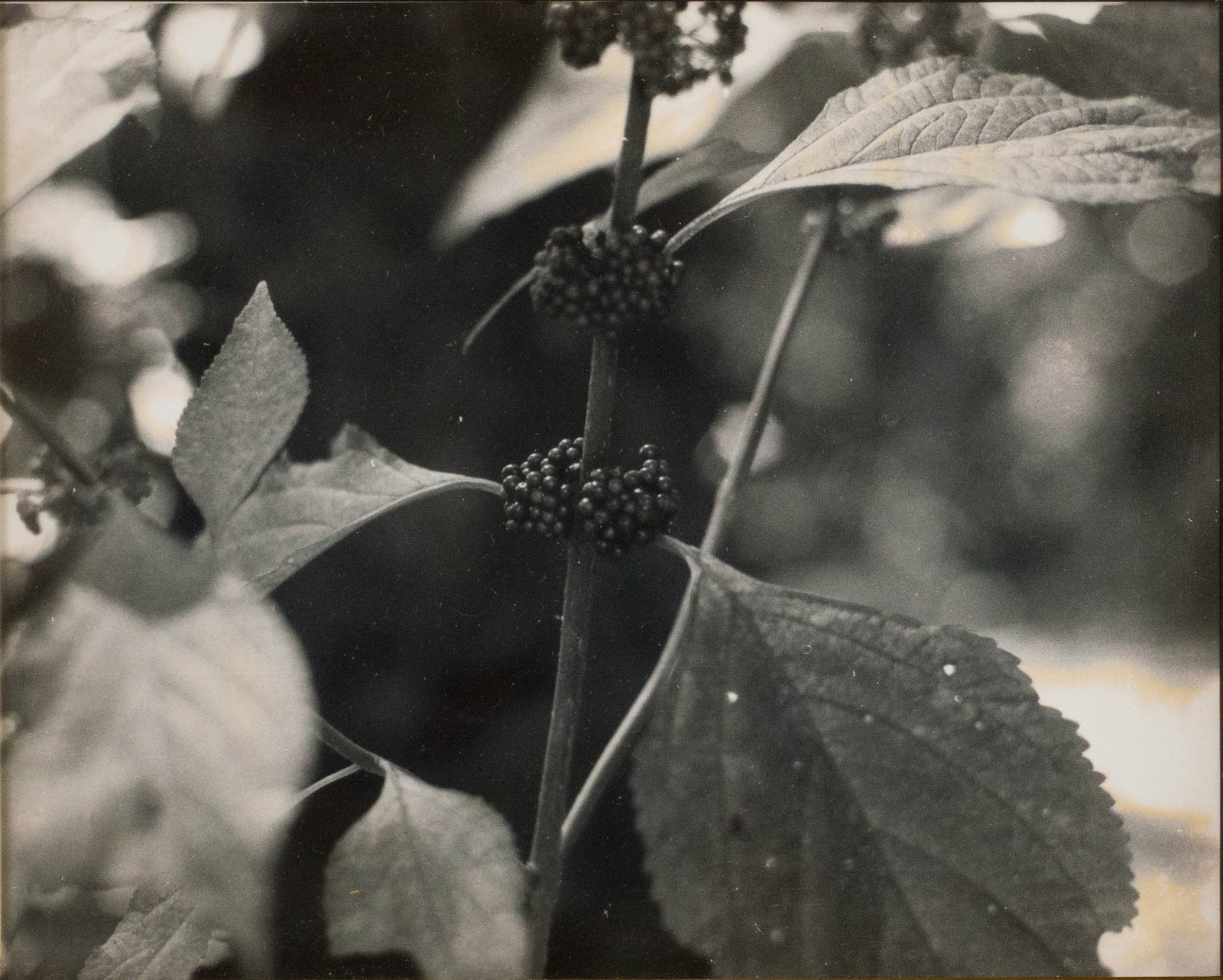 Three Flower, Photographs - 2