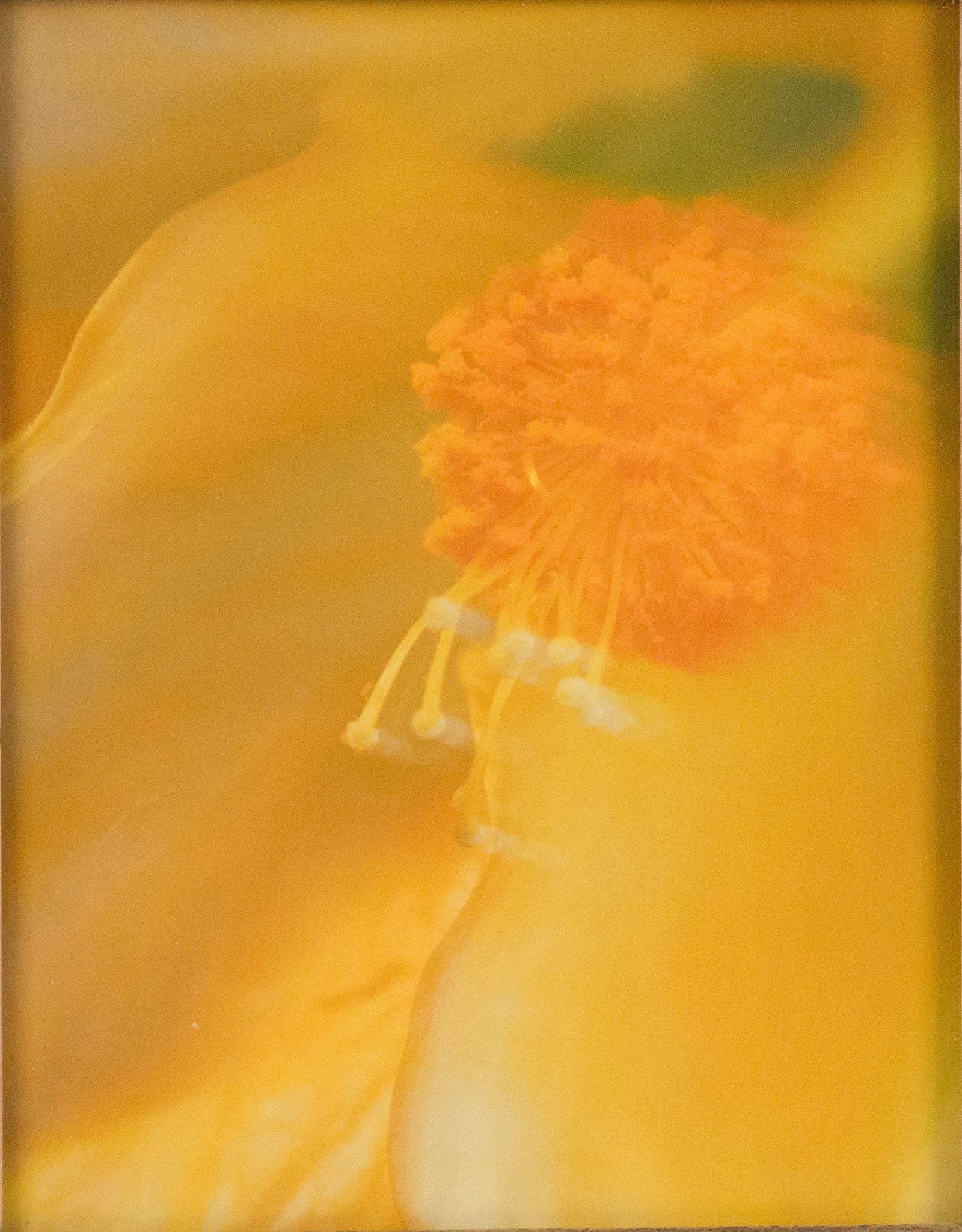 Three Flower, Photographs - 4