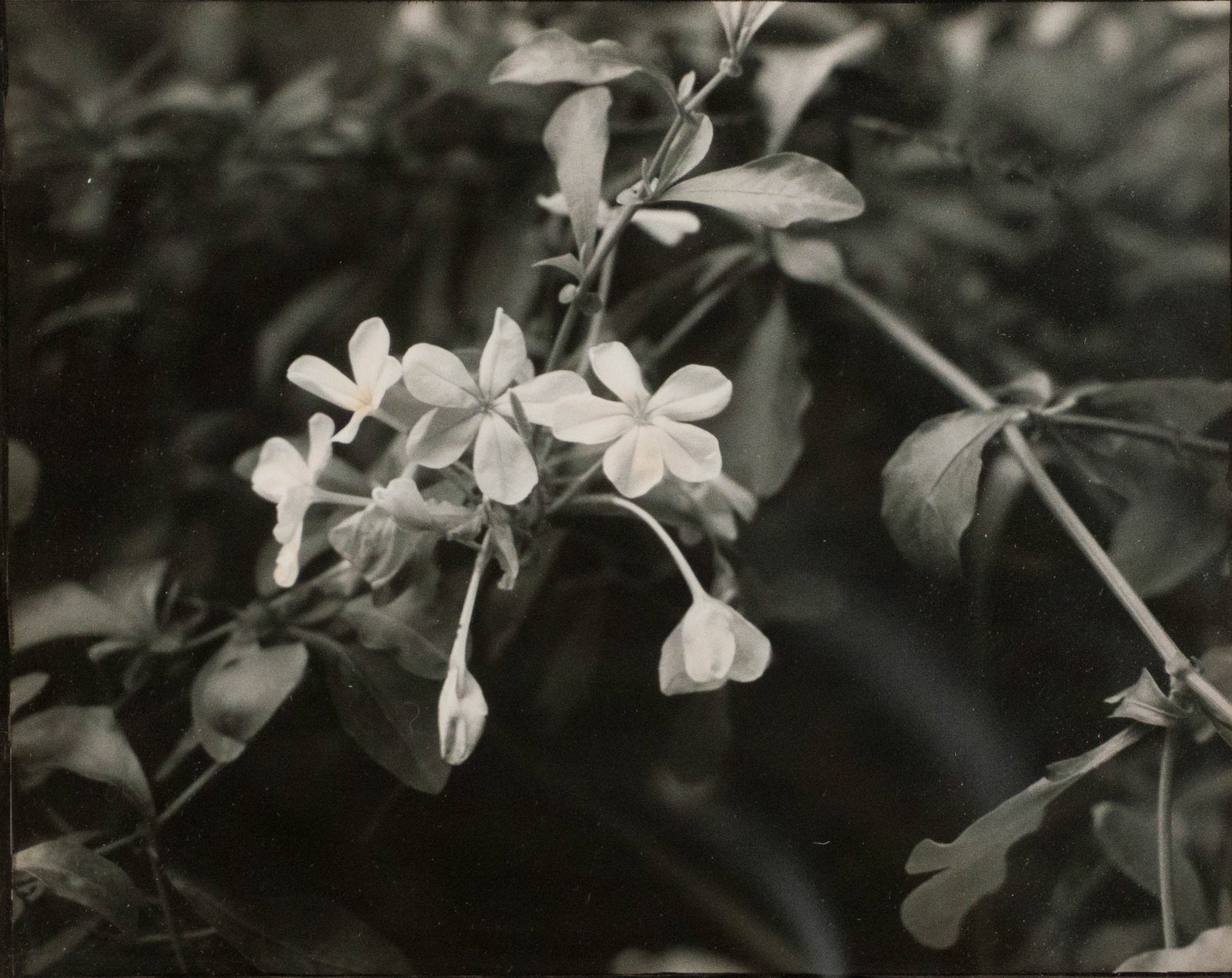Three Flower, Photographs - 7