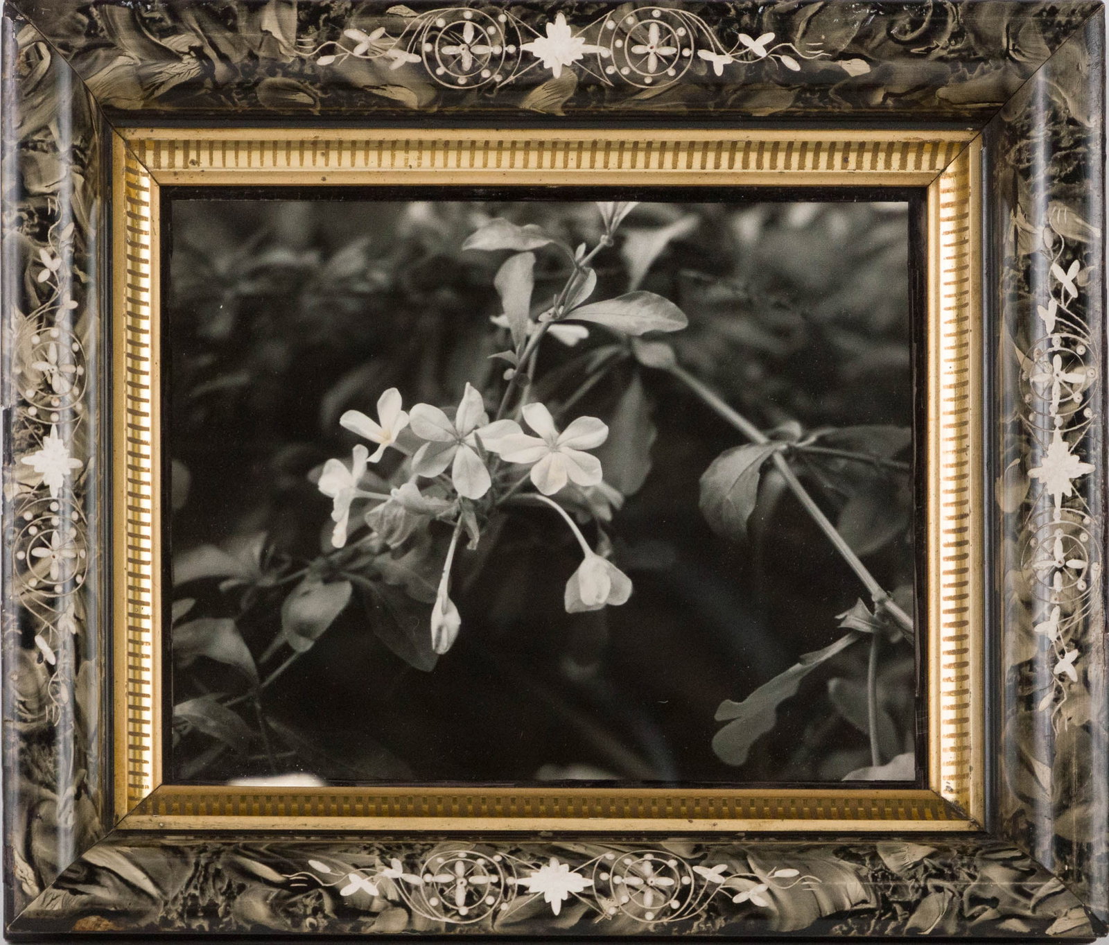 Three Flower, Photographs - 8