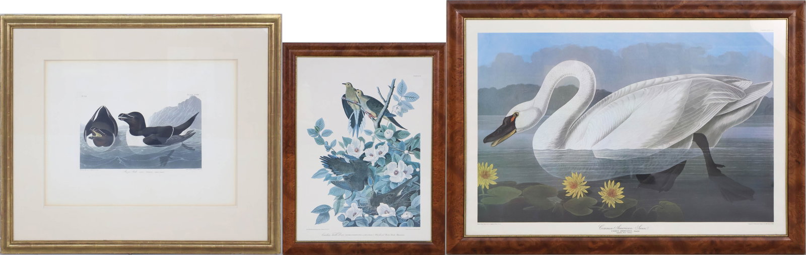 After John James Audubon, 1785-1851, Three Bird Prints (1 of 20)