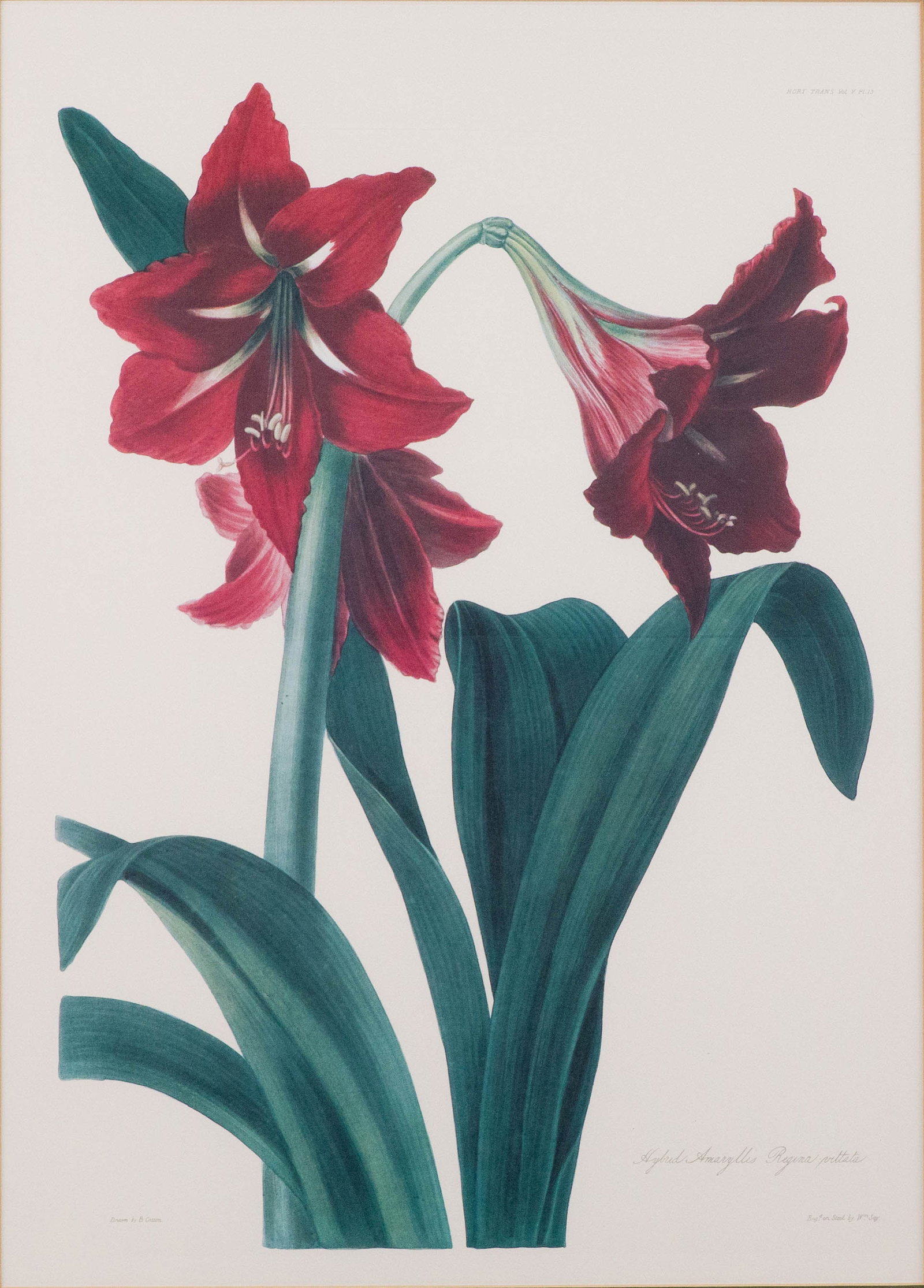 Three Botanical Depictions, Prints - 2