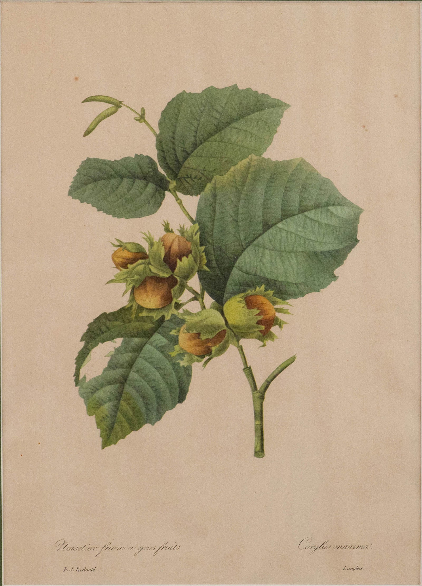 Three Botanical Depictions, Prints - 6