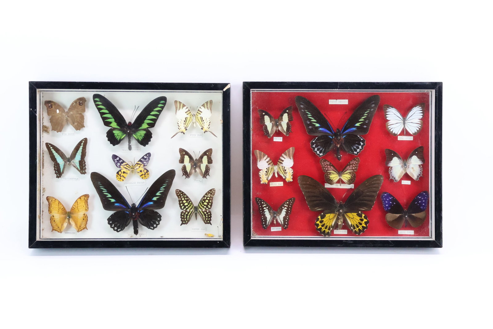 Two Framed Taxidermy Collections of Tropical and Asian Butterfly Specimens (1 of 14)