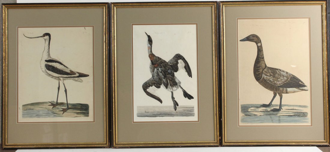 Set of Three P. Mazell Avian Engravings, American (1 of 10)