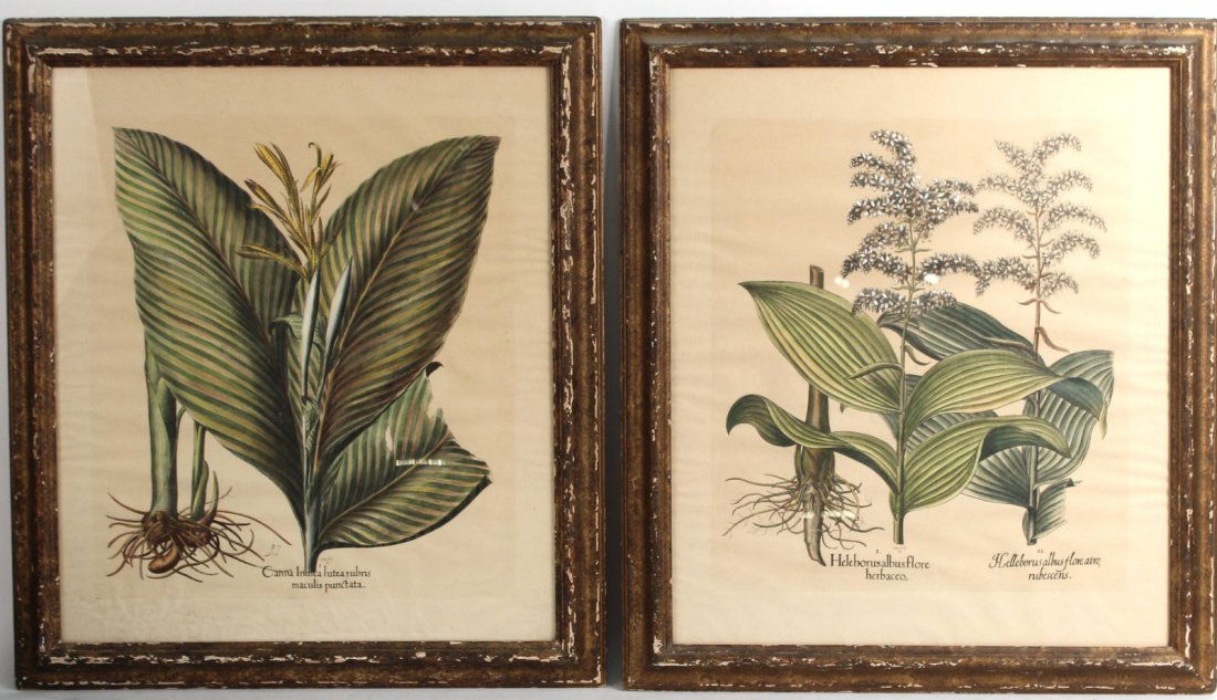 Pair of Botanical Prints, 18th C. (1 of 10)