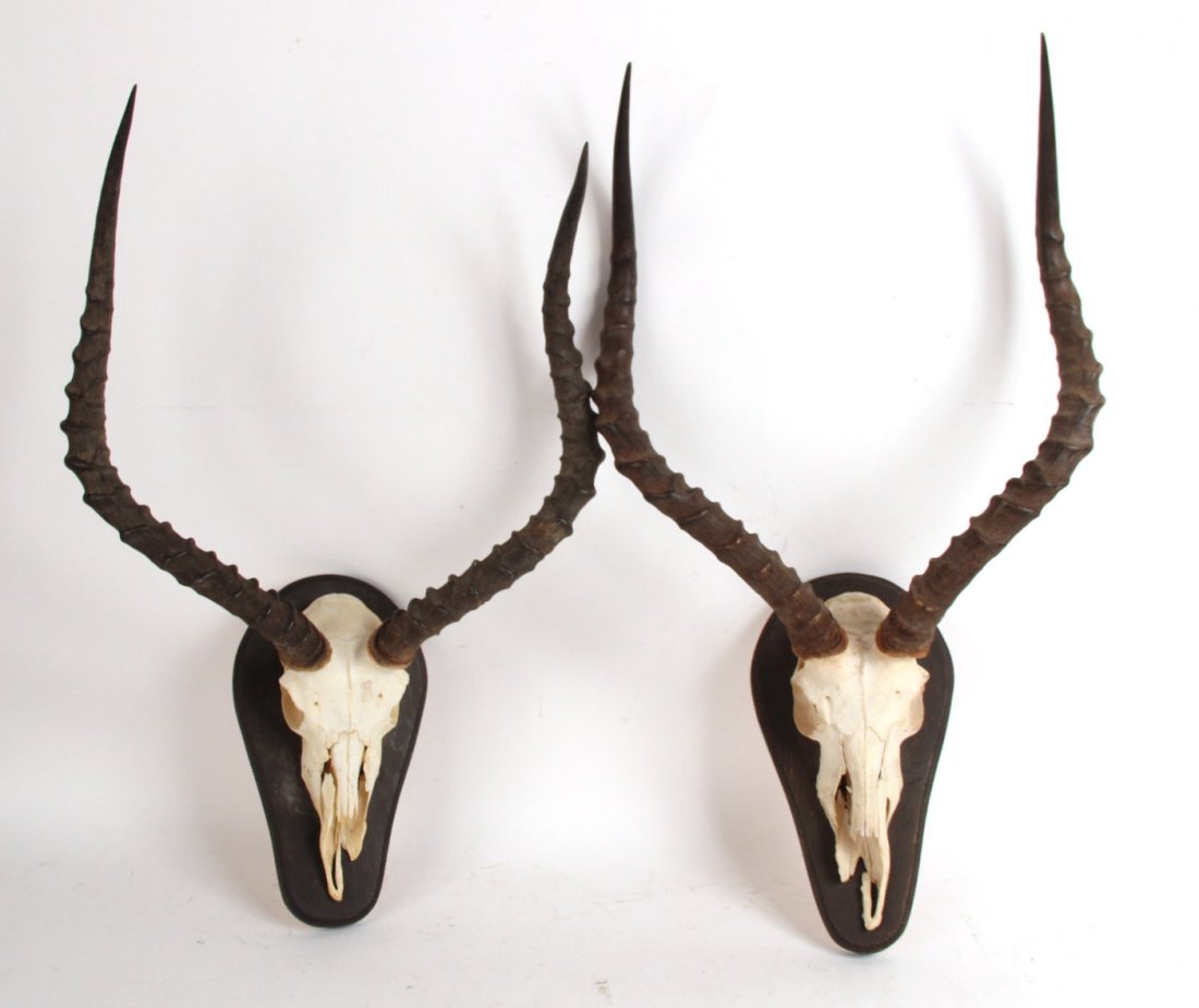 Two Antelope Skulls (1 of 7)