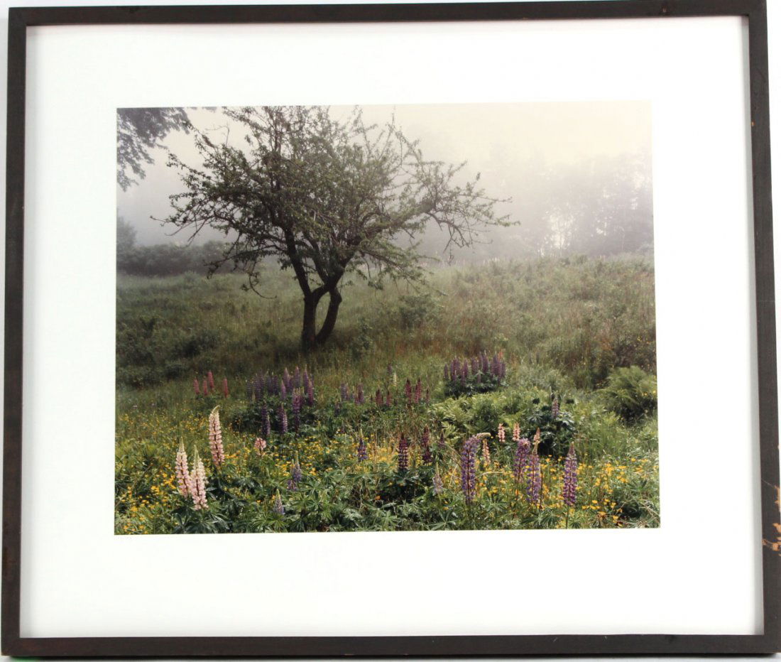 Ektacolor Print, Flower Landscape, Jim Wallace (1 of 5)
