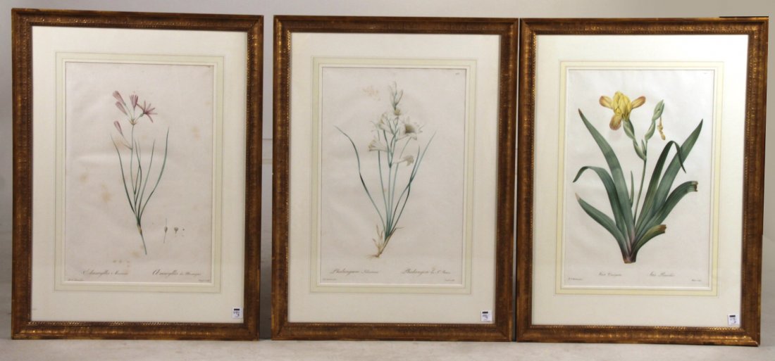 Three Botanical Engravings, Pierre-Joseph Redoute (1 of 10)