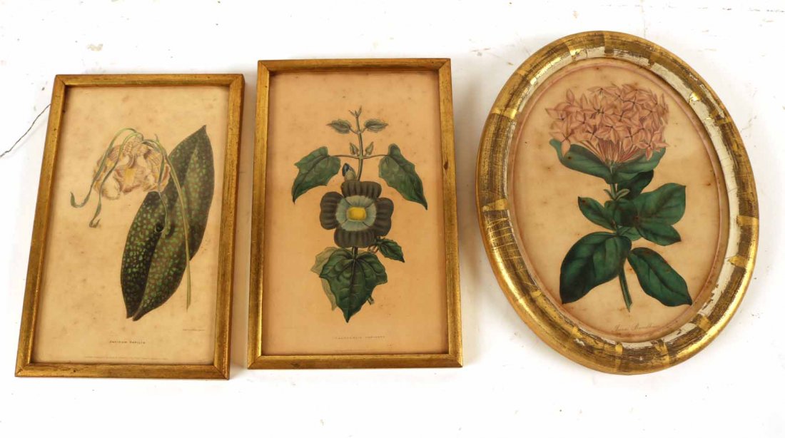 Three Botanical Prints (1 of 4)