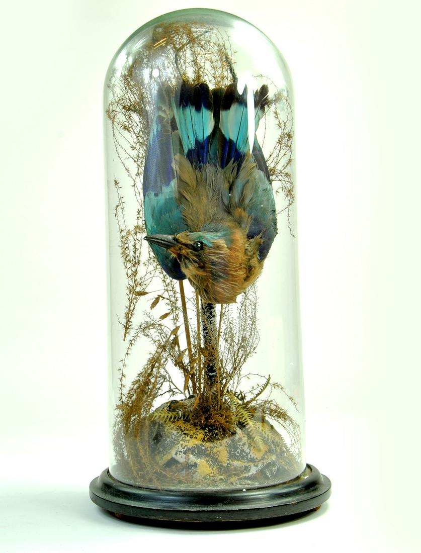 A victorian or early 1900's taxidermy study of an: A victorian or early 1900's taxidermy study of an exotic bird, mounted within a glass globe. Superb. Note: We are happy to provide additional images of any lot. Please email us or contact us via the l