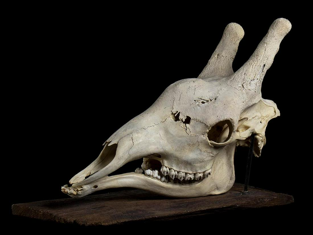 SKULL OF GIRAFFE (1 of 2)