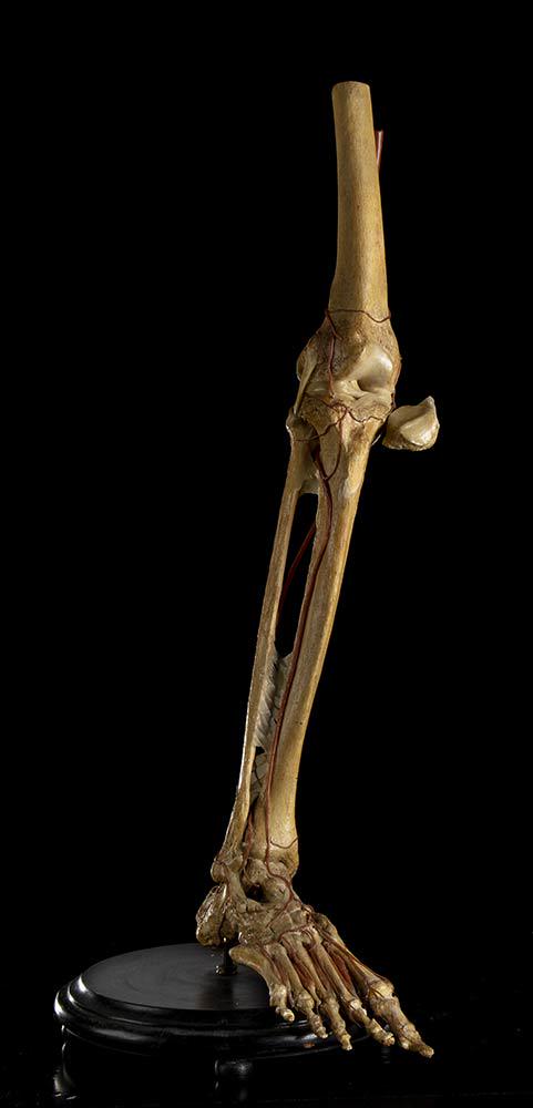 ANATOMICAL LEG MODEL (1 of 2)
