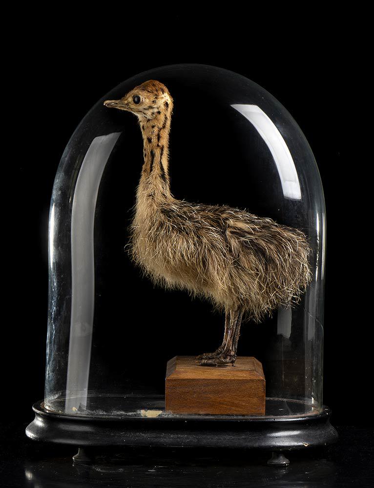OSTRICH PUPPY WITH BELL (1 of 2)