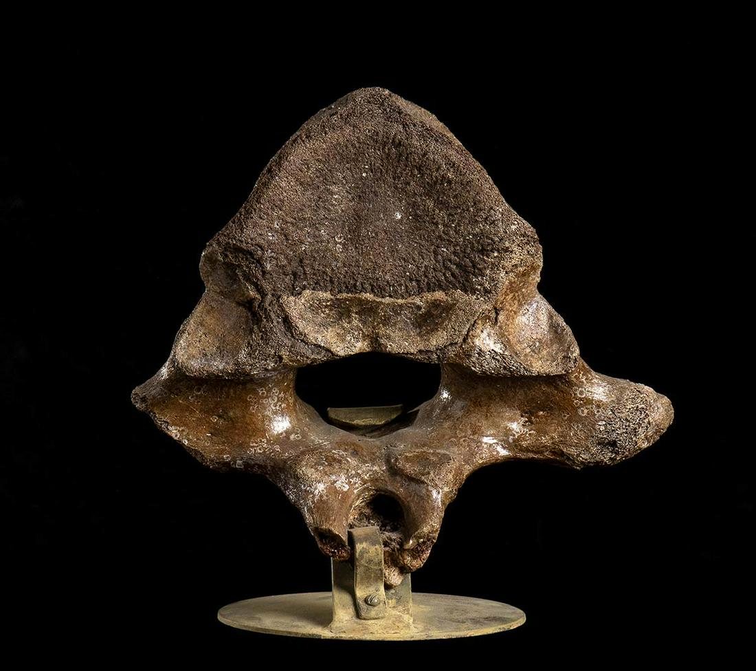 VERTEBRA OF FOSSIL MAMMUTH (1 of 1)