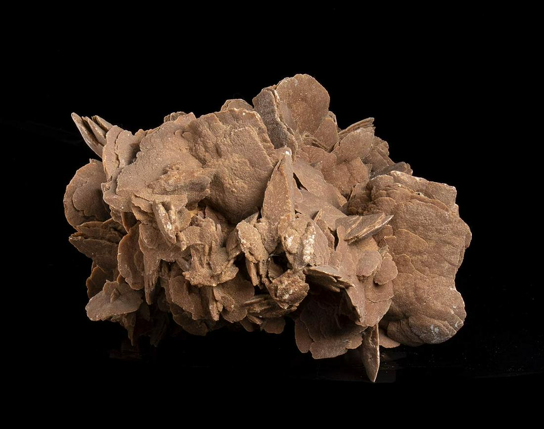 DESERT ROSE (1 of 1)