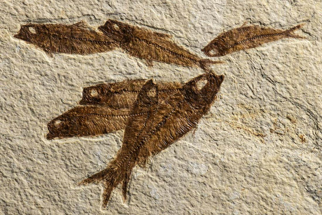 SLAB OF FOSSIL FISH (1 of 2)