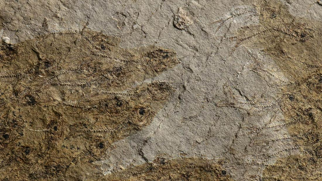 LARGE SLAB WITH A MYRIAD OF FOSSIL FISH (1 of 2)