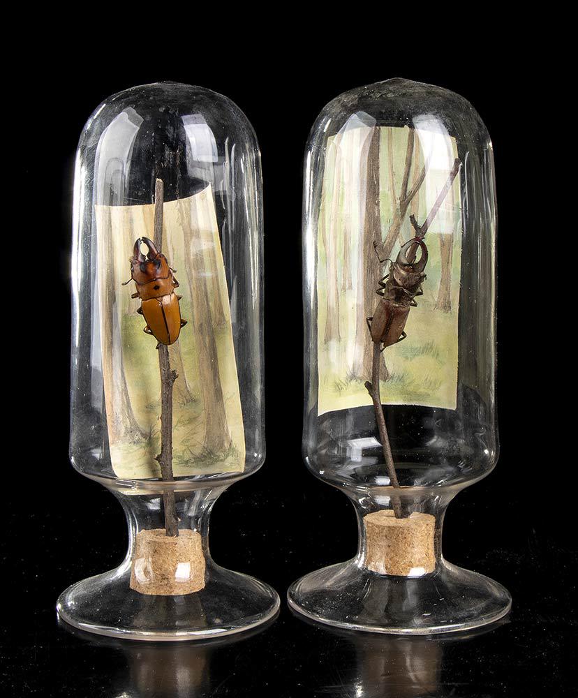 INSECT COLLECTION IN GLASS BELLS (1 of 4)